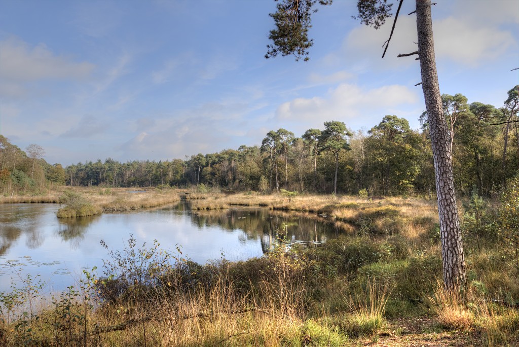 Oisterwijkse Bossen en Vennen Kampina natuurgebied natuur oisterwijk Nationaal park Landschap Het Groene Woud hei heide bossen natuurmonumenten brabant baronie boswachterij dorst